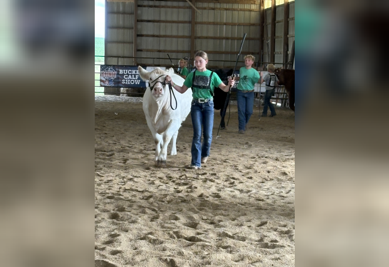 Bryley Beard showing her Commercial Heifer in the Beef Show.